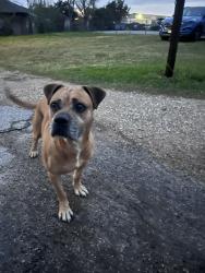 Found/Stray Male Dog last seen Near Thonig Rd Houston, TX  77055 United States, Houston, TX 77055