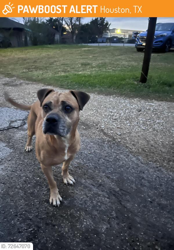 Found/Stray Male Dog last seen Near Thonig Rd Houston, TX  77055 United States, Houston, TX 77055