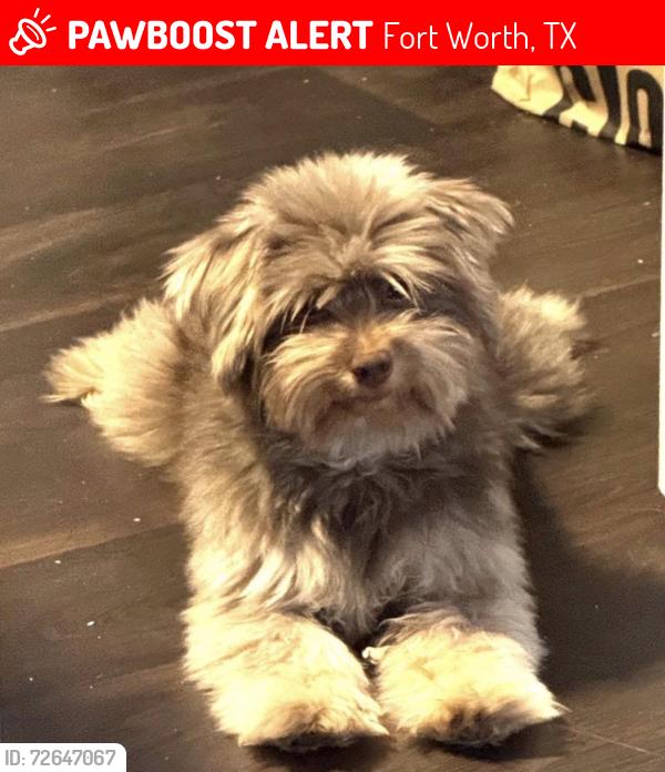 Lost Female Dog last seen East Chase cross street, Fort Worth, TX 76120