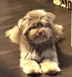 Lost Female Dog last seen East Chase cross street, Fort Worth, TX 76120