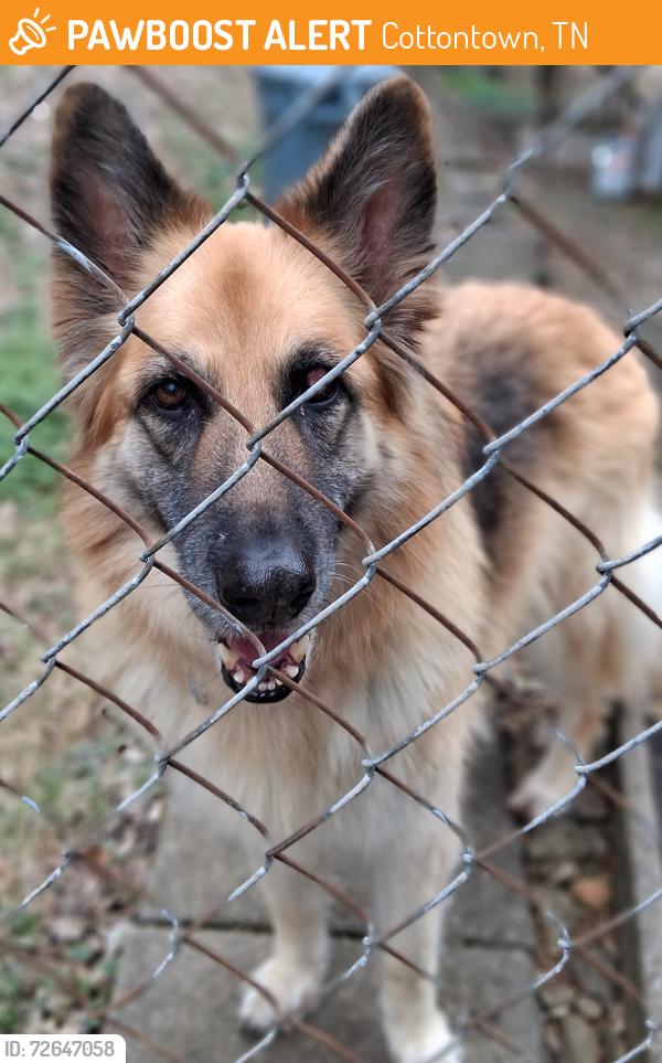 Found/Stray Unknown Dog last seen Highway 25, 2700 block., Cottontown, TN 37048