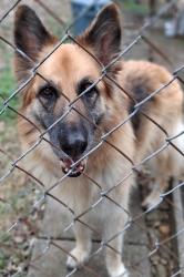 Found/Stray Unknown Dog last seen Highway 25, 2700 block., Cottontown, TN 37048