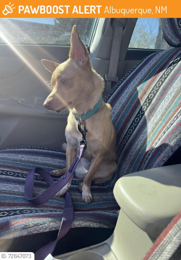 Found/Stray Male Dog last seen San Pedro and Comanche, Albuquerque, NM 87108