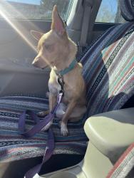 Found/Stray Male Dog last seen San Pedro and Comanche, Albuquerque, NM 87108