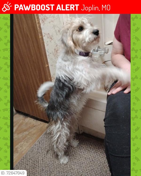 Lost Male Dog last seen Spurgeon Rd & Elm, Joplin, MO 64804