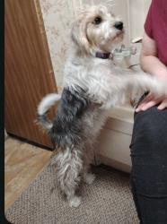 Lost Male Dog last seen Spurgeon Rd & Elm, Joplin, MO 64804