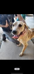 Found/Stray Male Dog last seen Mcnair and carriage lane, Chandler, AZ 85224