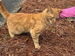 Found/Stray Unknown Cat last seen Longview and north Shallowford , Chamblee, GA 30341
