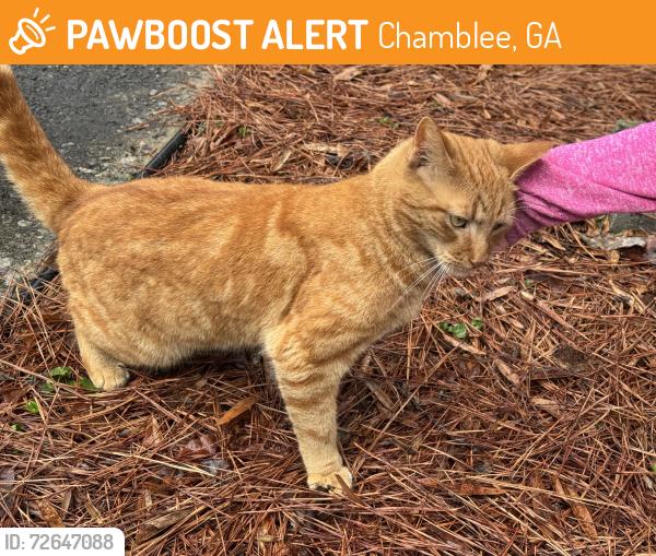 Found/Stray Unknown Cat last seen Longview and north Shallowford , Chamblee, GA 30341