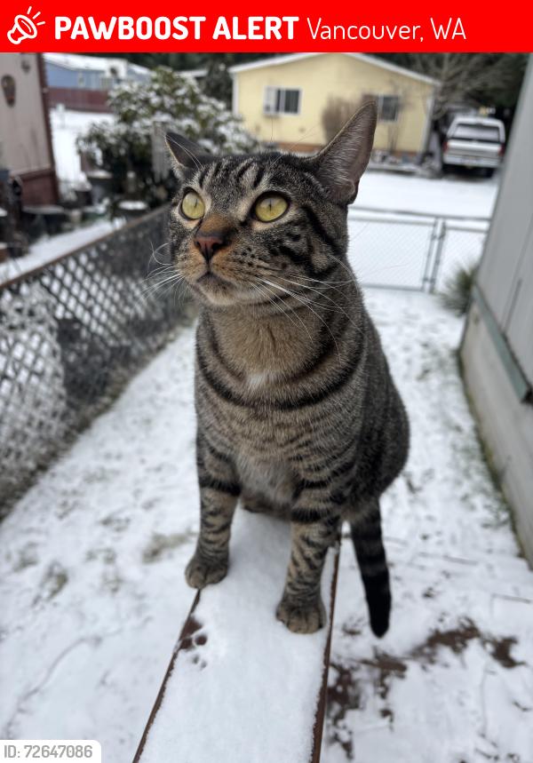 Lost Male Cat last seen vancouver gun club , Vancouver, WA 98662
