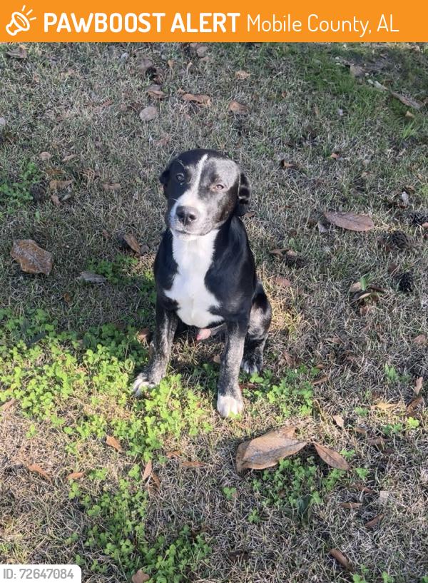 Found/Stray Male Dog last seen Creekside rd , Mobile County, AL 36544