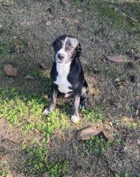 Found/Stray Male Dog last seen Creekside rd , Mobile County, AL 36544