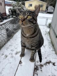 Lost Male Cat last seen vancouver gun club , Vancouver, WA 98662