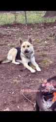 Lost Female Dog last seen Grand avenue, Cleburne, TX 76033