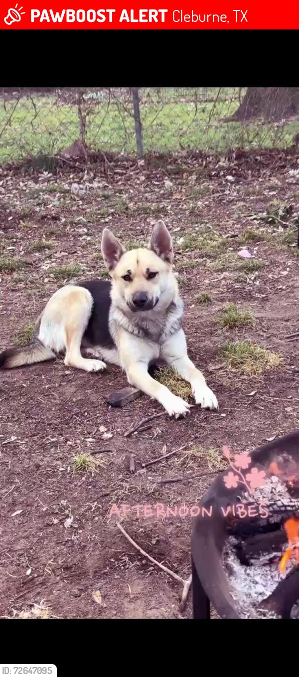 Lost Female Dog last seen Grand avenue, Cleburne, TX 76033