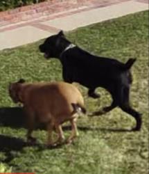 Found/Stray Unknown Dog last seen Juanita Ave. & Sedalia Ave., La Verne, CA 91750