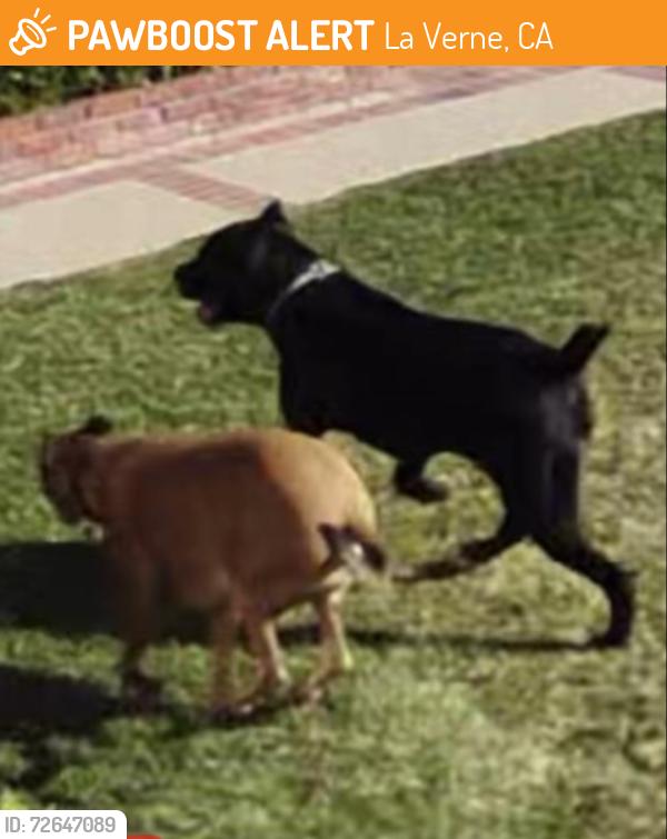 Found/Stray Unknown Dog last seen Juanita Ave. & Sedalia Ave., La Verne, CA 91750