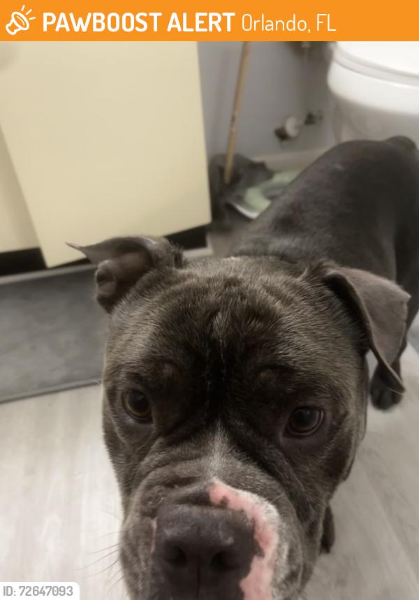 Found/Stray Male Dog last seen Southport park , Orlando, FL 32827