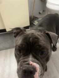Found/Stray Male Dog last seen Southport park , Orlando, FL 32827