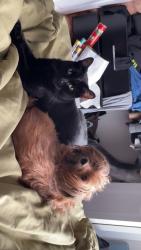 Lost Female Dog last seen Donald ave eastpointe Michigan , Eastpointe, MI 48021