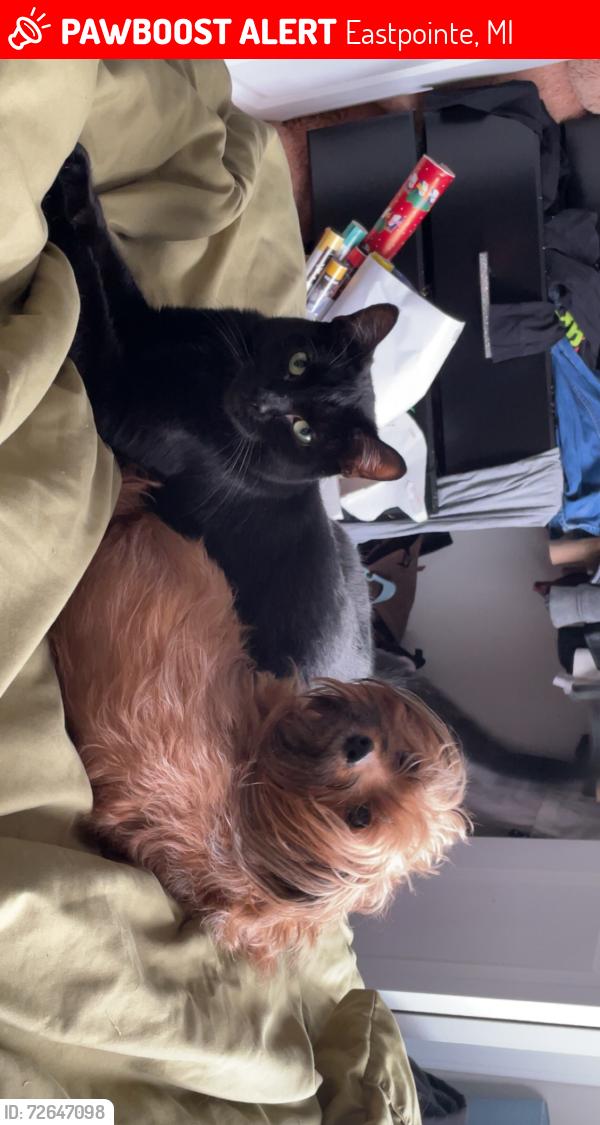 Lost Female Dog last seen Donald ave eastpointe Michigan , Eastpointe, MI 48021