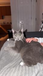 Lost Male Cat last seen Green oaks/ park springs, Arlington, TX 76017
