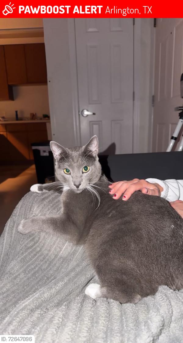 Lost Male Cat last seen Green oaks/ park springs, Arlington, TX 76017