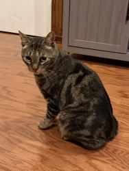 Found/Stray Male Cat last seen Near Sloane Rd Warminster , Warminster, PA 18974