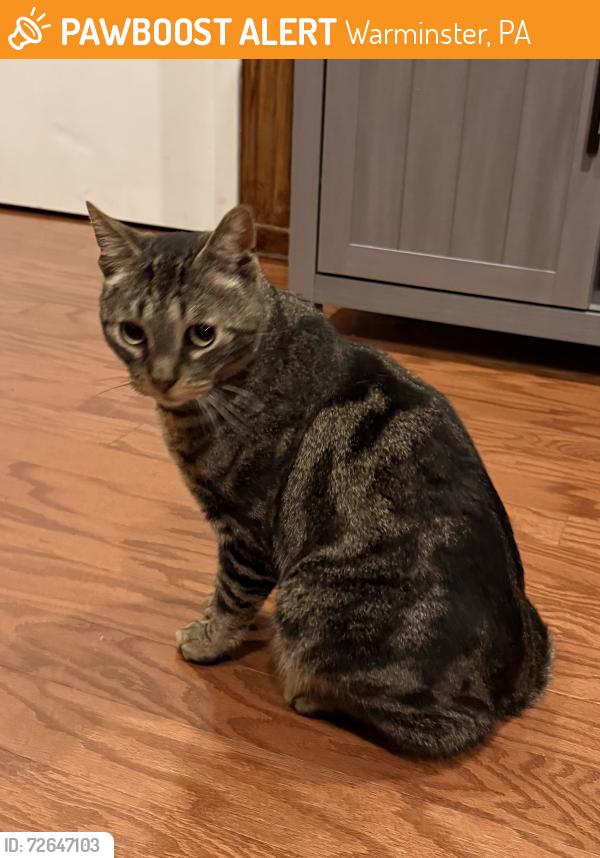 Found/Stray Male Cat last seen Near Sloane Rd Warminster , Warminster, PA 18974