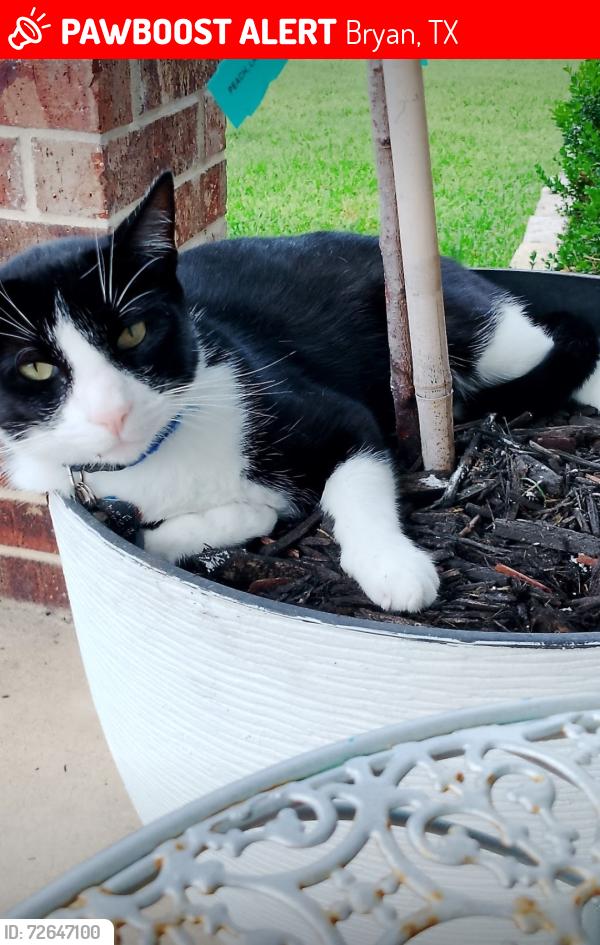 Lost Male Cat last seen 29th street, Bryan, TX 77803