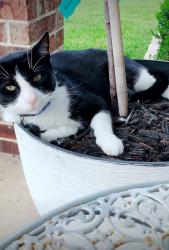 Lost Male Cat last seen 29th street, Bryan, TX 77803