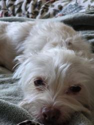 Lost Male Dog last seen Day trip trail, Cypress, TX 77429