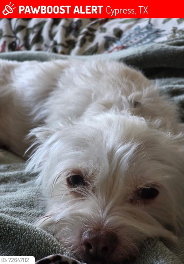 Lost Male Dog last seen Day trip trail, Cypress, TX 77429