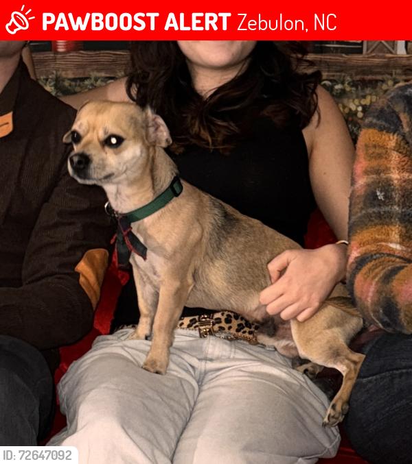 Lost Male Dog last seen Ferrell Rd Jack Mitc , Zebulon, NC 27597