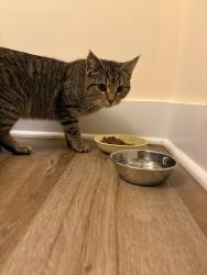 Found/Stray Female Cat last seen Cabbel drive, Manassas Park, VA 20111
