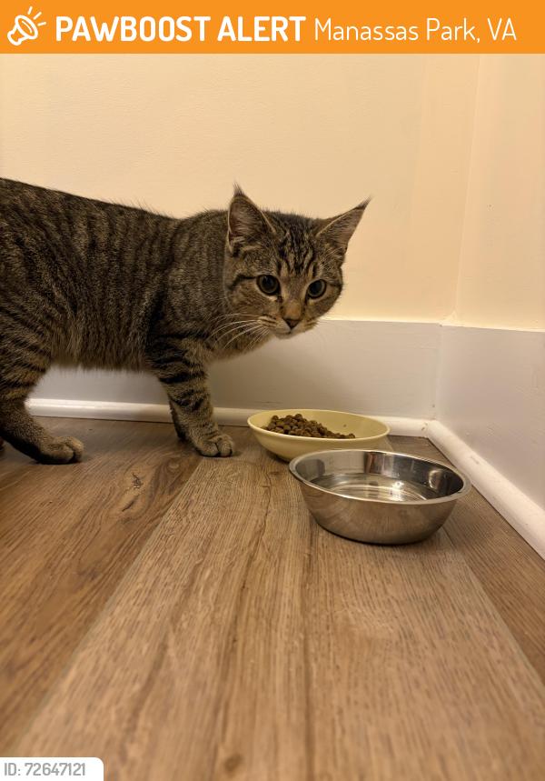 Found/Stray Female Cat last seen Cabbel drive, Manassas Park, VA 20111