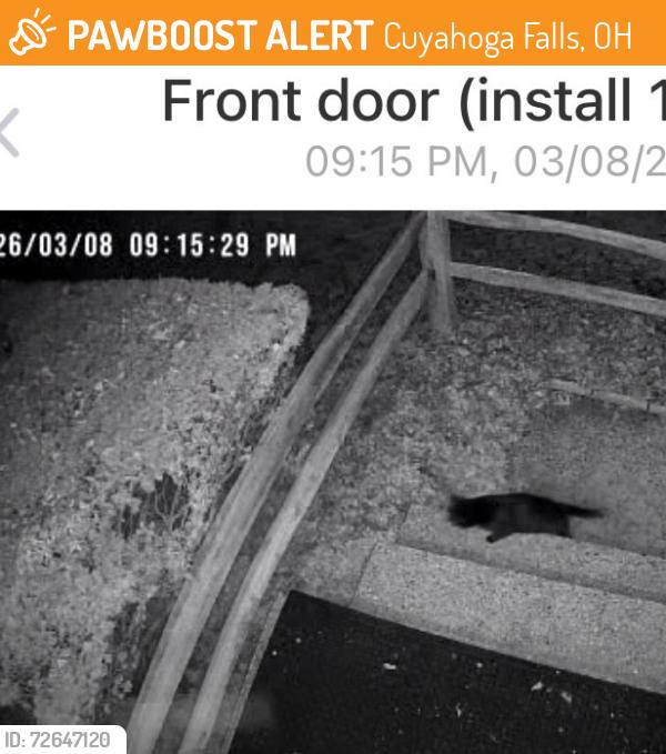 Found/Stray Unknown Cat last seen Meadow Lane and Lynn Drive, Cuyahoga Falls, OH 44221