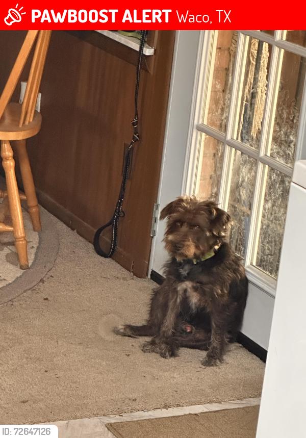 Lost Male Dog last seen By the wooded acres us postal office, Waco, TX 76710