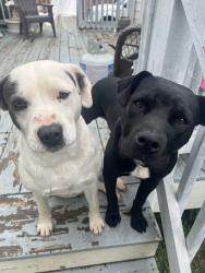 Lost Male Dog last seen Near Tennyson and Avalon , Charlotte, NC 28208