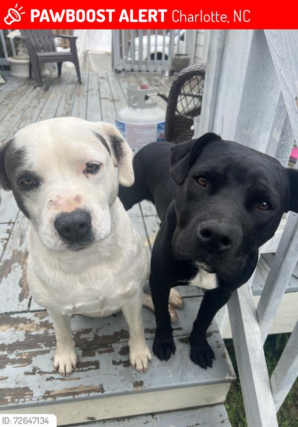 Lost Male Dog last seen Near Tennyson and Avalon , Charlotte, NC 28208