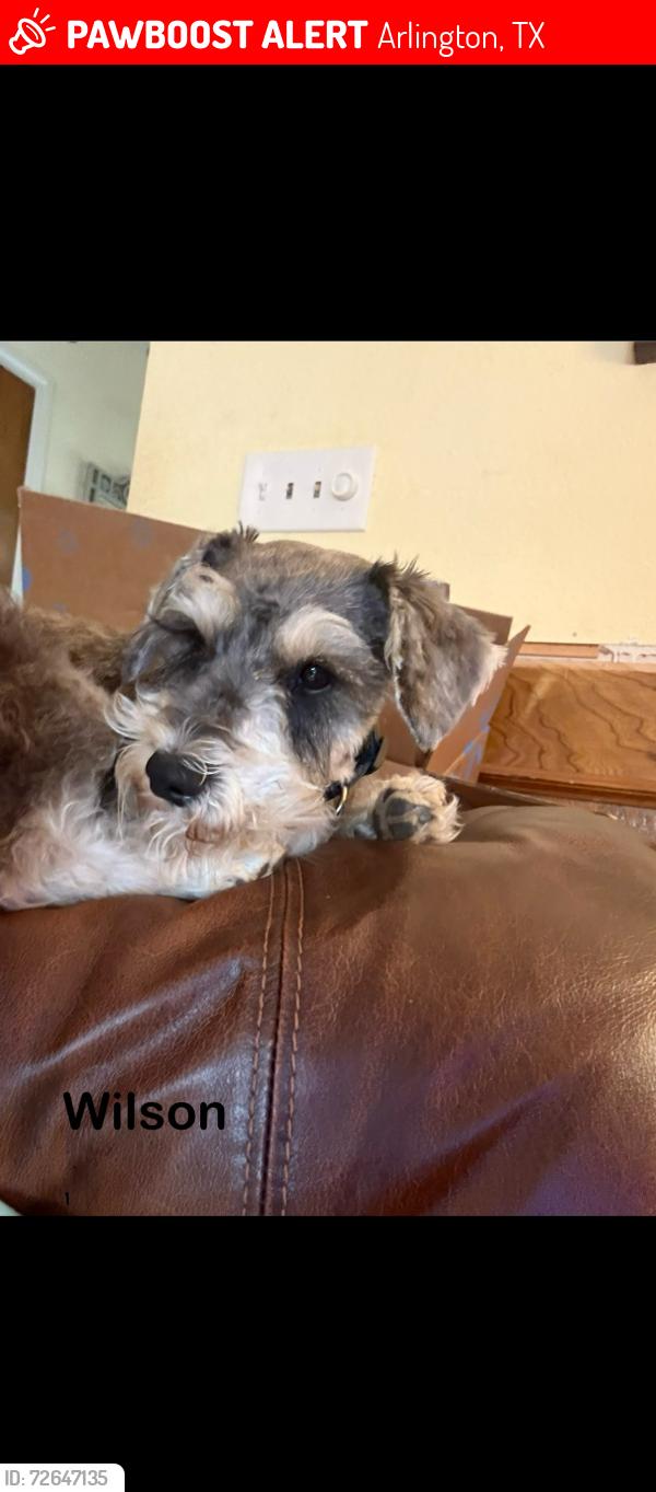 Lost Male Dog last seen Collins and Hinsdale, Arlington, TX 76006