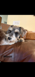 Lost Male Dog last seen Collins and Hinsdale, Arlington, TX 76006