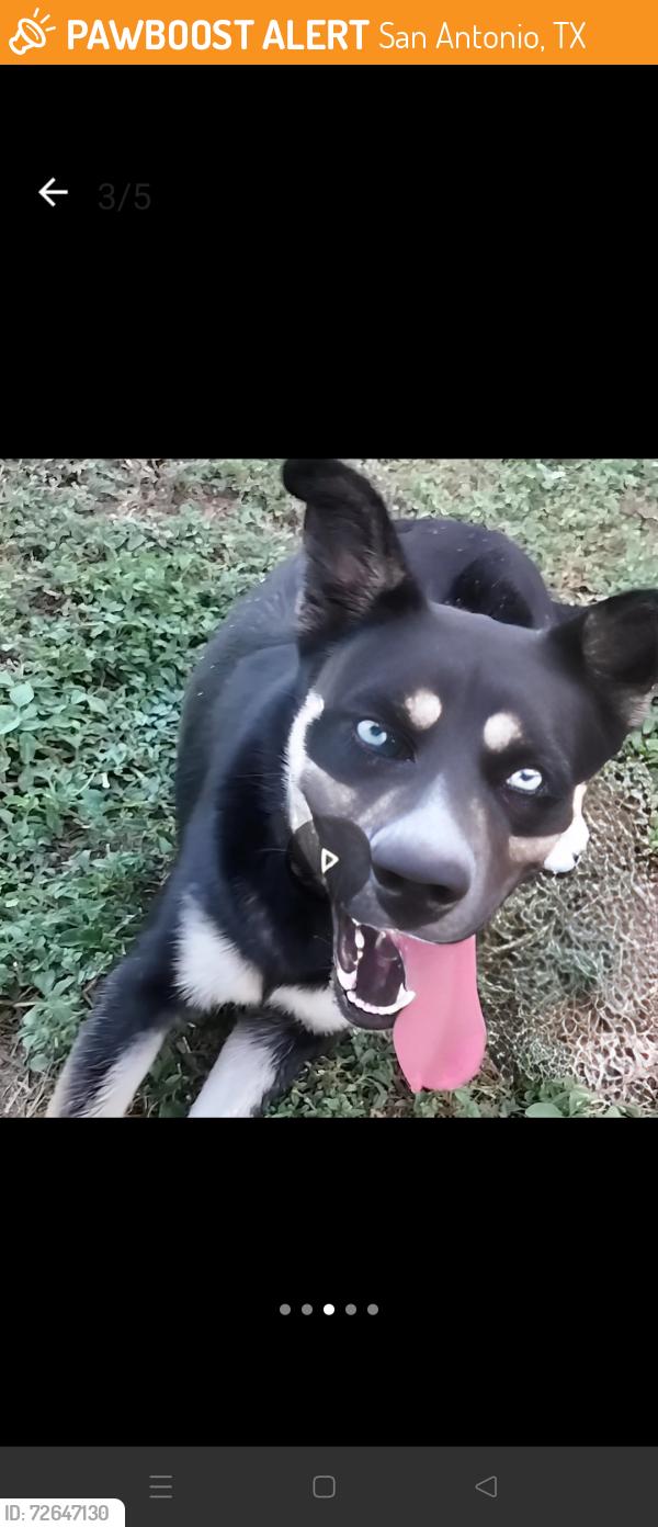 Found/Stray Female Dog last seen Marbach rd, San Antonio, TX 78207