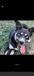 Found/Stray Female Dog last seen Marbach rd, San Antonio, TX 78207