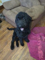 Lost Male Dog last seen Hemple, Miamisburg, OH 45342