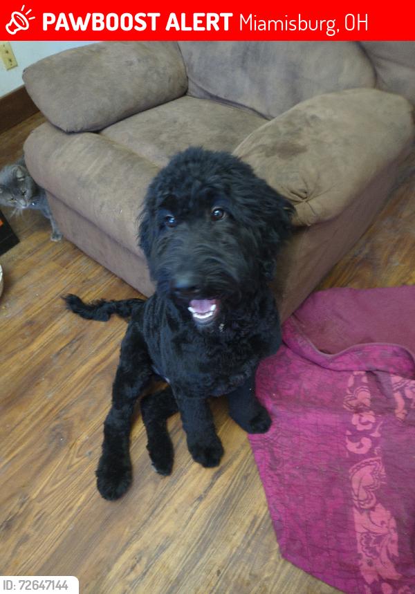 Lost Male Dog last seen Hemple, Miamisburg, OH 45342
