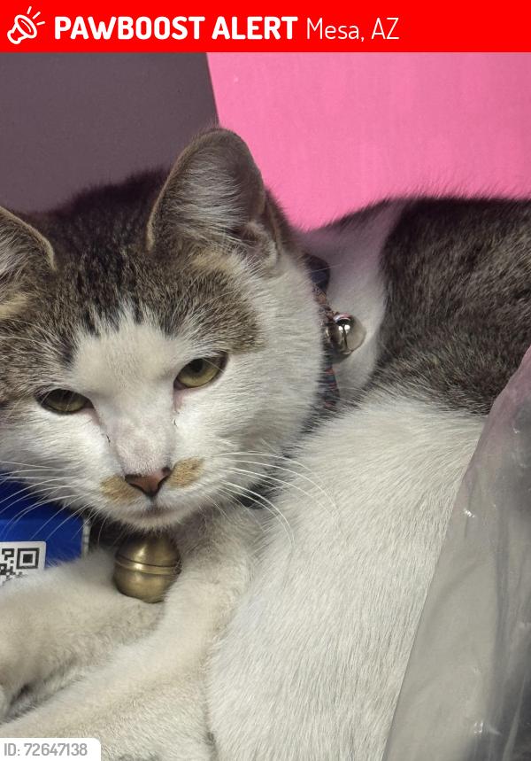 Lost Female Cat last seen broadway, Mesa, AZ 85204