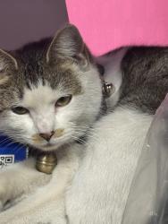 Lost Female Cat last seen broadway, Mesa, AZ 85204