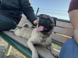 Found/Stray Female Dog last seen 16th and mt. View , San Bernardino, CA 92411