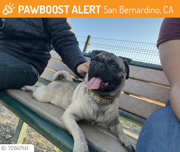Found/Stray Female Dog last seen 16th and mt. View , San Bernardino, CA 92411